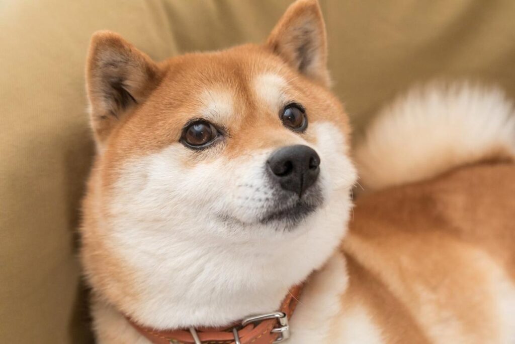 Should You Buy Shiba Inu Before the Next Crypto Bull Run?